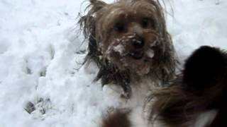 Papillons Yorkshire Terrier and Snow [upl. by Adrien]