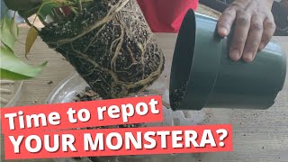 When should you repot your Swiss Cheese Plant  Monstera Deliciosa  tips  tricks  follow along [upl. by Aonian322]