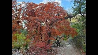 McKittrick Canyon to the notch November Fall Colors [upl. by Gillan]