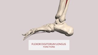 Flexor Digitorum Longus Function Toe Flexion 3d Animation [upl. by Einahpit]