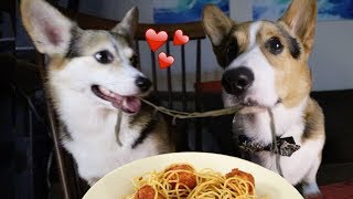 Real Life Romantic PUPPY Date from Lady and the Tramp [upl. by Eetnom942]