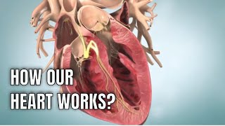 Anatomy amp physiology of Human heart 3D medical animation [upl. by Lilak]