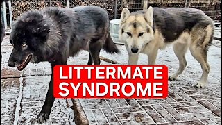 Littermate Syndrome  What Causes it amp How to Avoid It [upl. by Ahsitruc840]