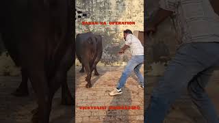 Mpd  Saran ka operation  vickysaini 9988557160cow animal [upl. by Krock258]