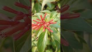 hummingbird bush  Beautiful flowers  Firebush  Hamelia patens garden flowers nature [upl. by Annaesor519]