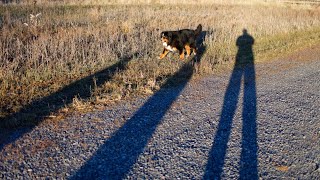 Bernese Mountain Dog and Tracking Abilities [upl. by Kumar715]