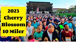 2023 Cherry Blossom 10 Miler  50th Anniversary  Washington DC [upl. by Rame]