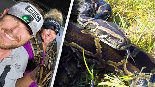 Python Hunters Let Loose in Florida [upl. by Lithea]