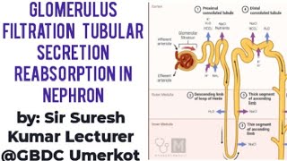 Glomerulus filtration Selective reabsorption Secretion Counter current HindiUrdu By Suresh Kumar [upl. by Glassman929]