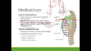 Clinical Anatomy Thorax  Mediastinum and Pericardium [upl. by Parks]