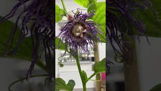 Пасіфлора квадрангулярис почала цвісти Passiflora quadrangularis began to bloom [upl. by Sundstrom884]