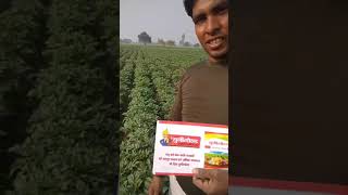 19 Unigold Potato Farmer Village Salempur [upl. by Enomaj]