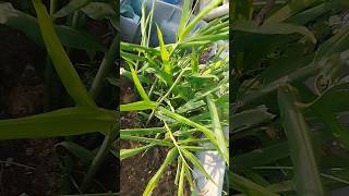 Ginger plant care अदरकyoutube shortvideo [upl. by Ahseinek]