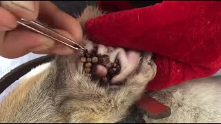 Removing All Ticks From Dog  Dog Ticks Removing Clip  Ticks Removal Videos EP 16 animalvcd [upl. by Tilla219]