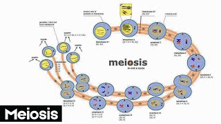 Meiosis  How Cells Divide to Create Life  Animation video [upl. by Noelyn]