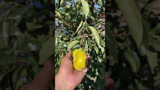 How to Grow Persimmon Trees Tips for Healthy Persimmons [upl. by Suiravat]