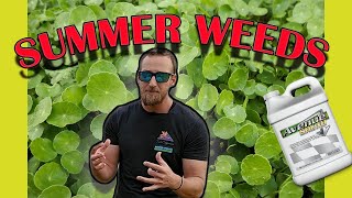 Summer Weeds and How to Kill Them  Kill Weeds in the Heat of The Summer Without Killing Your Lawn [upl. by Noelopan845]