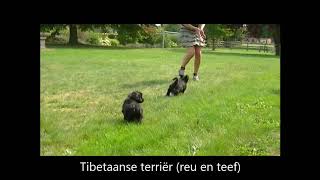 tibetaanse terrier reu amp teef [upl. by Atsocal]