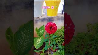 Soil mix 💕 Repotting dahlia plant ☘️ gardening flowers plants gardeningtips ytshorts [upl. by Nnaarual587]