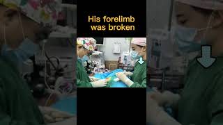 His forelimb was broken pets puppy funny animals duet cat [upl. by Ona]