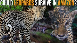 Could Leopards Survive In Amazon among Jaguars [upl. by Goody]