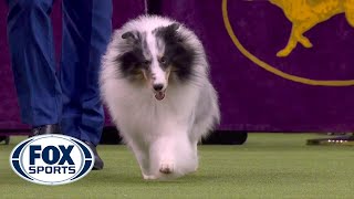 Conrad the Shetland sheepdog wins Herding Group at 2020 Westminster Dog Show  FOX SPORTS [upl. by Eldnek]