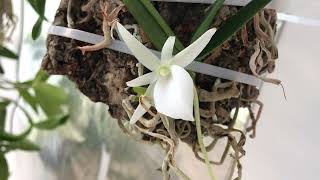 Angraecum didieri May 2024 [upl. by Myles145]