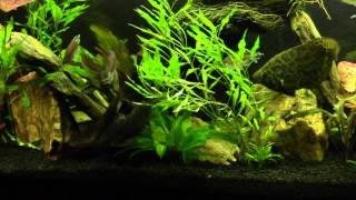 How I feed bloodworms to my Elephantnose Fish [upl. by Polik]