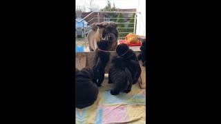 Chow Chow vs Boxer vs Wolfdog vs Fila Brasileiro pets animal shortsfeed viralshort fypシ゚viral [upl. by Cindee]