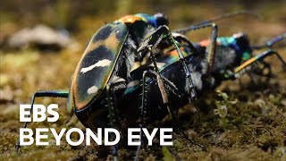 MacroFilming A Mating Moment of 2 Tiger Beetles [upl. by Clayborn]