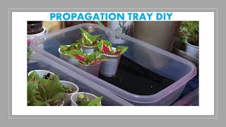 DIY Propagation Tray  Great For Cuttings and Seed Propagation [upl. by Dnomrej]