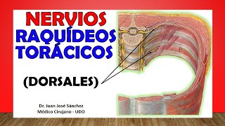 🥇 NERVIOS DORSALES TORÁCICOS Intercostales Toracoabdominales [upl. by Ycnaf732]