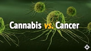 How and Why Does Cannabis Kill Cancer The Science Explained [upl. by Lehcar]