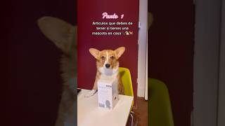 Limpiador de patas dog perros corgis pets corgi perro parte1 limpiadordepatas [upl. by Iy359]