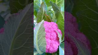 Different colored cauliflower [upl. by Oidacra]