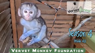 Surprise baby orphan monkey out of season will Jethro be a foster Dad to a baby monkey again [upl. by Yeliw]