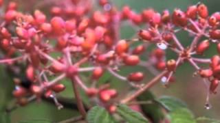 Viburnum plicatum Shasta Double File Viburnum [upl. by Elenaj751]