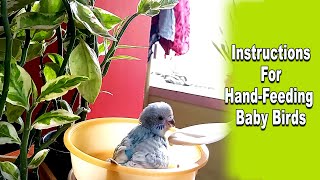 Instructions For Hand Feeding Baby Birds [upl. by Domenico771]