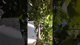 MYNAH BIRD TALKING MYNAH INDIAN MYNA BIRD WATCHING PHOTOGRAPHY ytshorts trending youtubeshorts [upl. by Hazem]