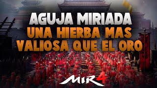 Desbloquear MISTERIO UNA HIERBA MÁS VALIOSA QUE EL ORO  Aguja Miríada  MIR4 [upl. by Aihcrop11]