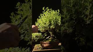 Easy Summer Pruning Potentilla Bonsai [upl. by Boynton]