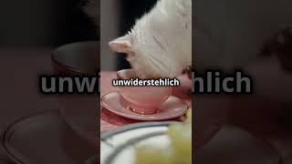 Warum deine Katze Milch liebt – und warum es ihr schadet 🐱🚫🥛 [upl. by Gwenore]