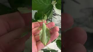 Cryptophyllium limogesi Thac Krong Kmar 🇻🇳🍋 phasmatodea leafinsects [upl. by Assili]