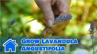 Maintaining amp Pruning Shrubs  How to Grow Lavandula Angustifolia [upl. by Yelyr]