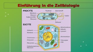 Vorlesung Zellbiologie 1 Aufbau von Zellen Zellorganellen Überblick reupload [upl. by Ecienal]