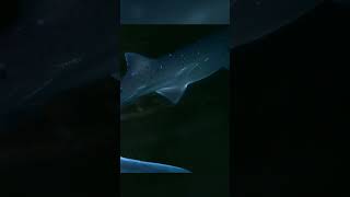 Exclusive footage of a broadnose sevengill  Shark Week 2023  Discovery [upl. by Daney]