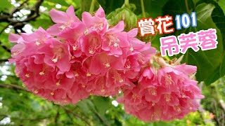 【賞花101】吊芙蓉 【Appreciation of Flowers 101】Scarlet Dombeya [upl. by Akinna]