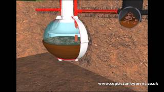 Septic Tank Worms [upl. by Aciram]