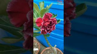 Unveiling the Adenium A Flowers Beauty adenium flowers [upl. by Patnode422]