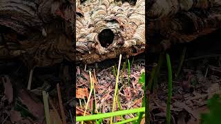 Giant hornet nest on the ground nature shorts bee [upl. by Wittenburg]